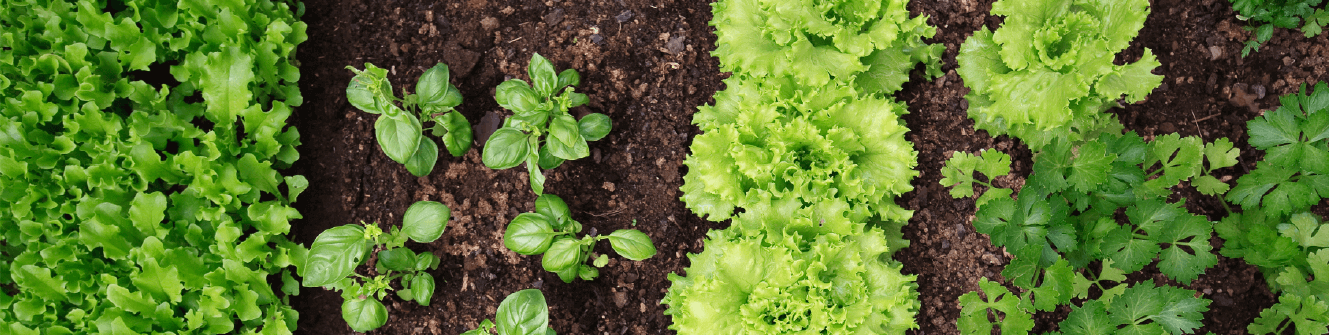 Preparing the site for your new greenhouse