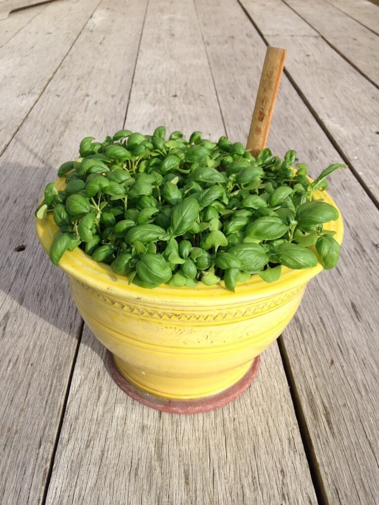 young basil seedlings