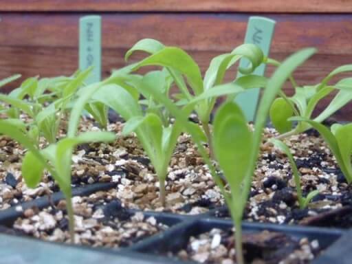 cornflower seedlings