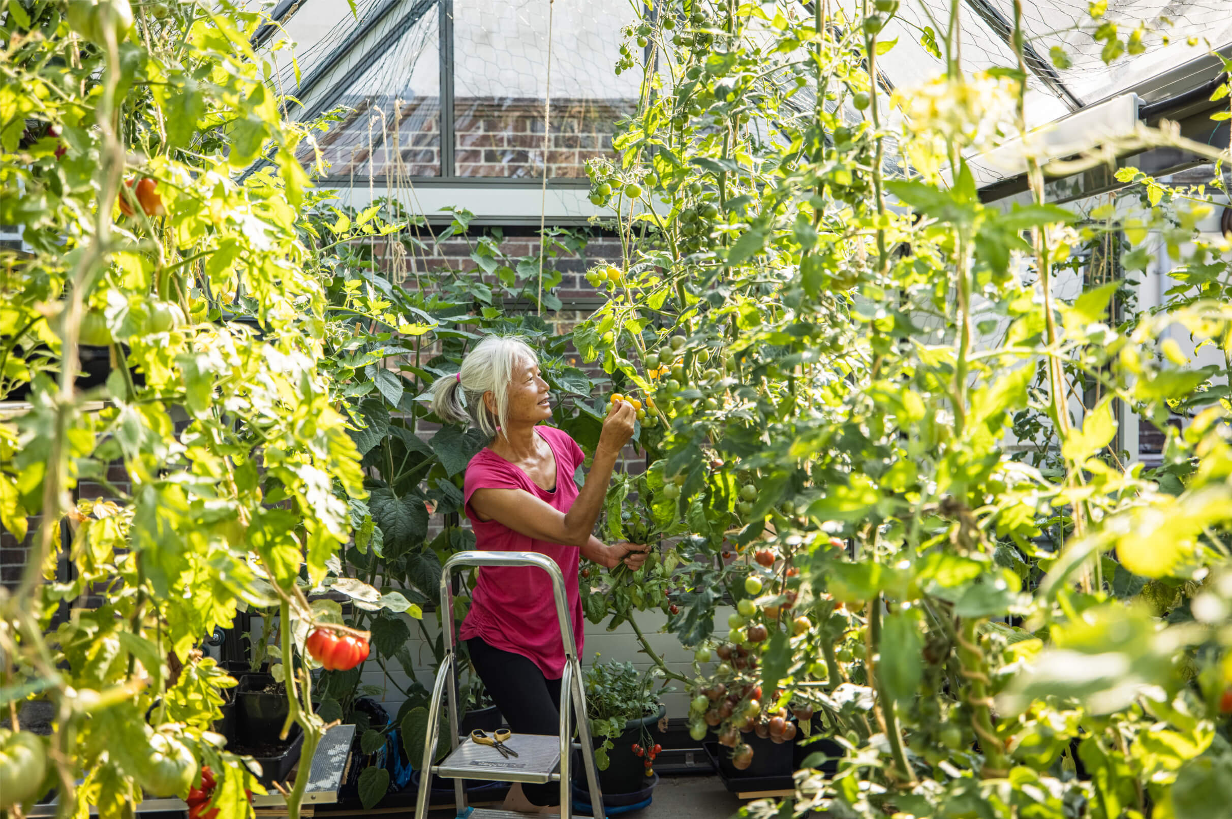 Full of plants greenhouse