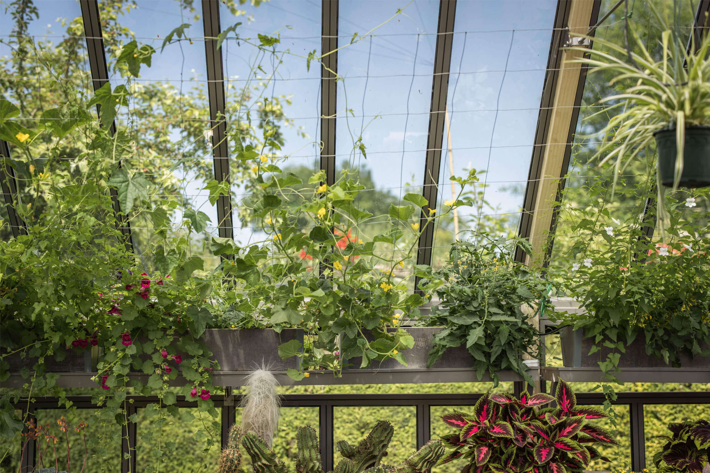 nasturtiums growing up greenhouse roof