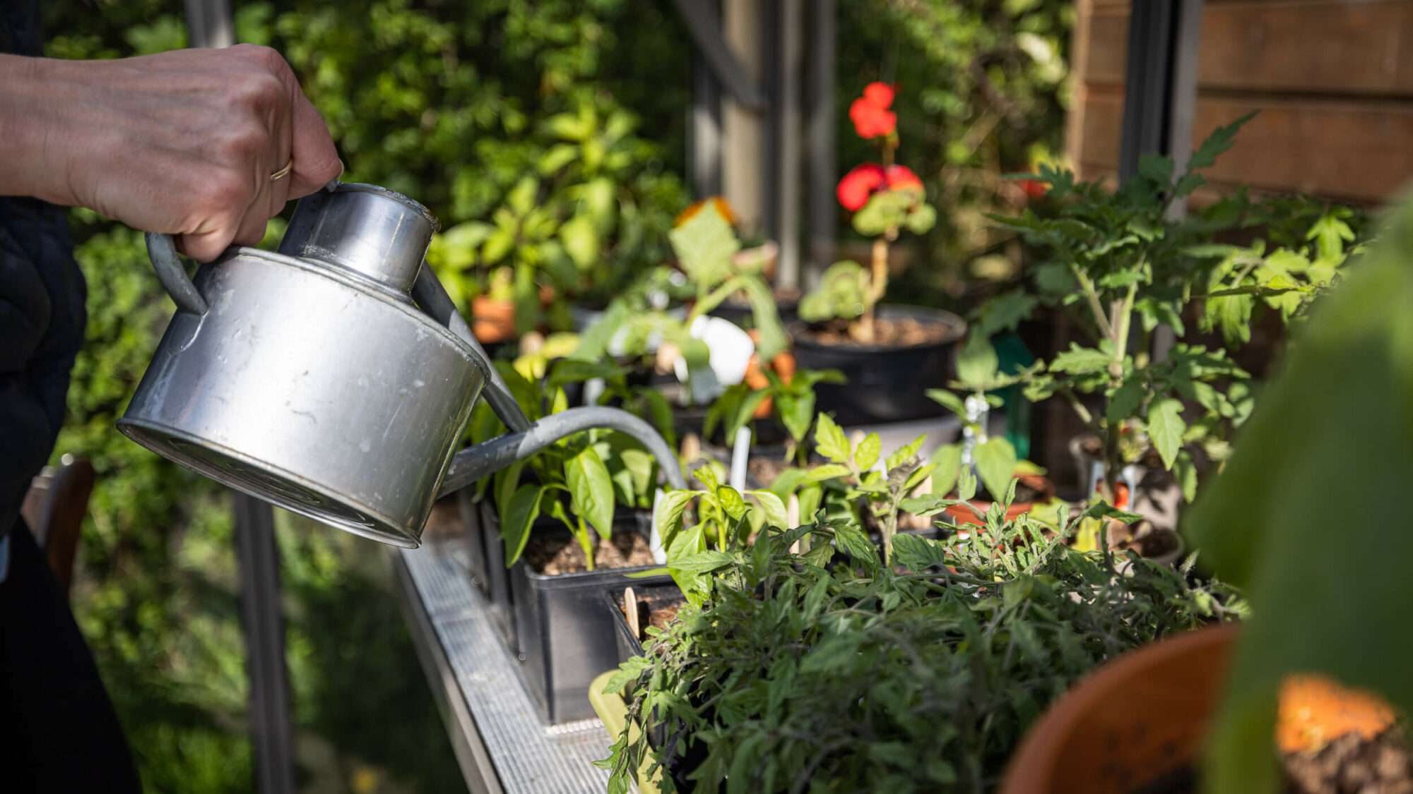 plants in greenhouse